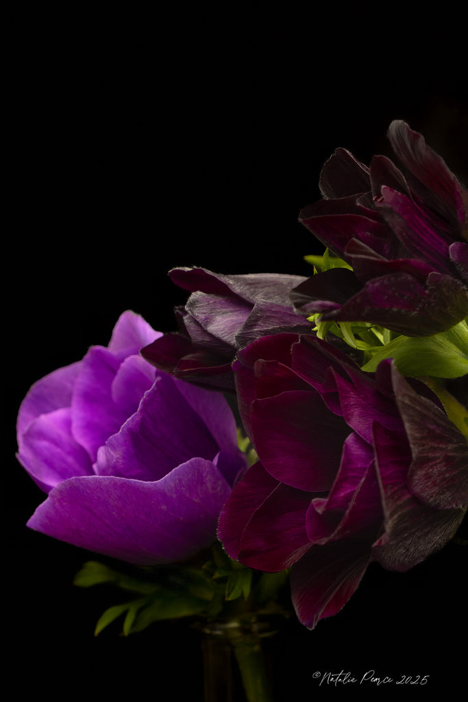 Close-up of purple flowers against a black background