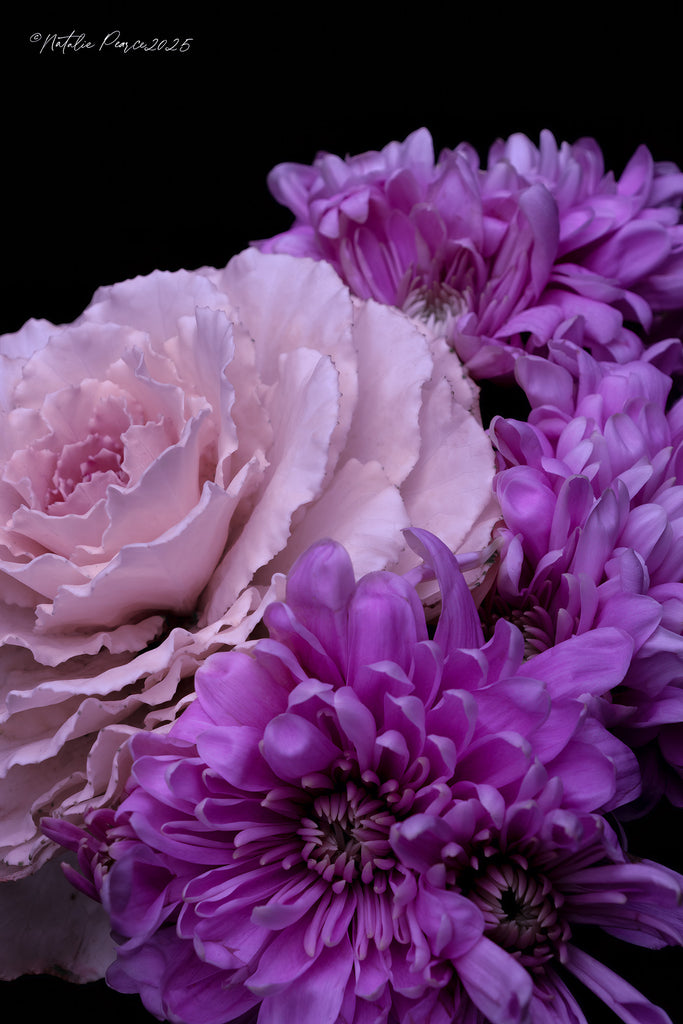 Close-up of pink and purple flowers against a black background
