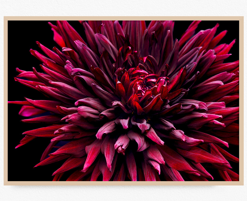 red-dahlia-up-close-art-print