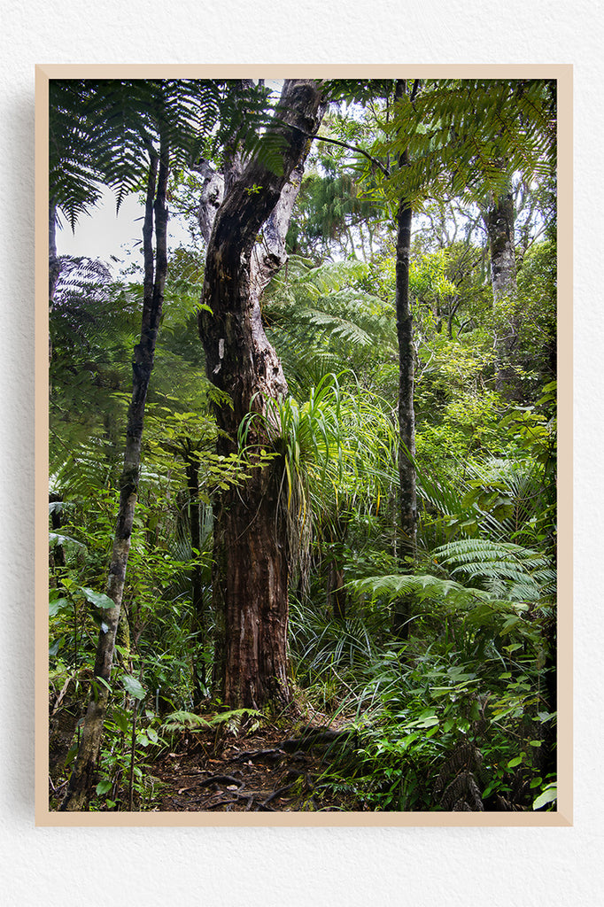 New Zealand Wall Art | Art Prints NZ | One Thousand Blooms