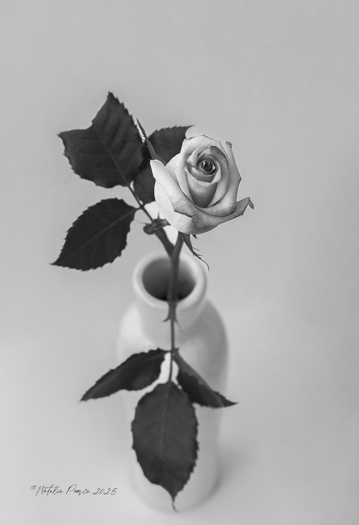 rose-bud-black-and-white-art