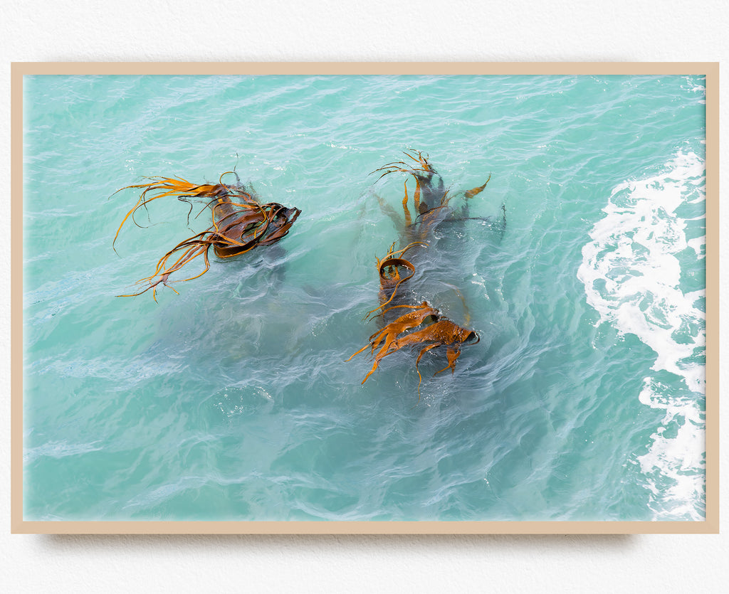 sea-kelp-beach-art