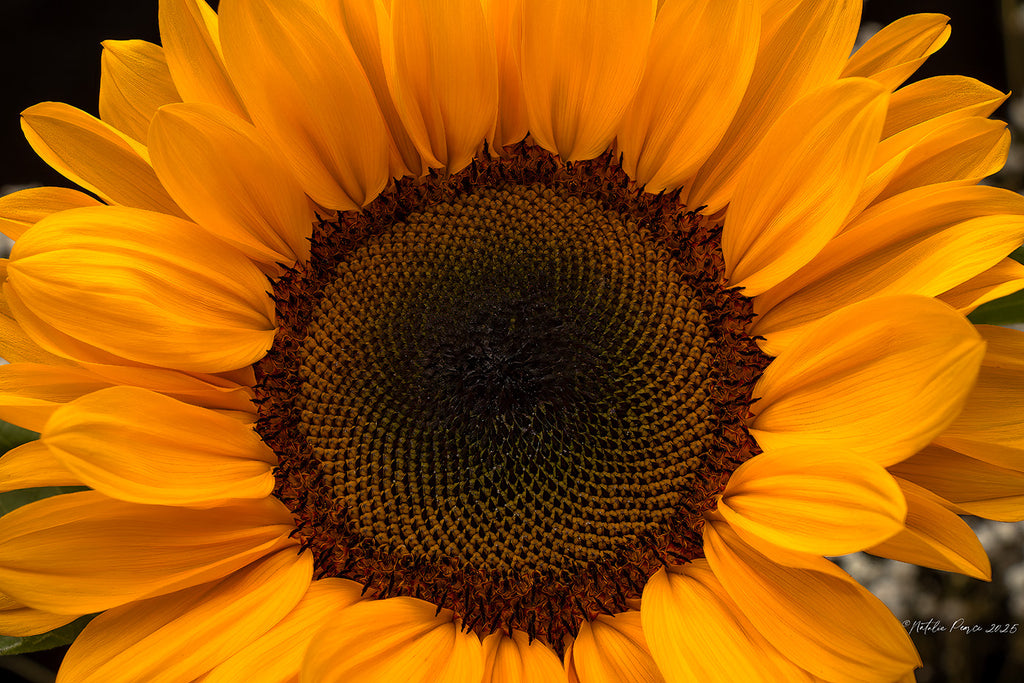 sunflower-bloom-wall-art-nz