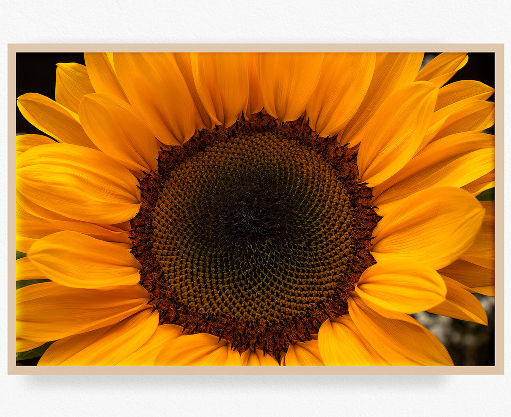 sunflower-bloom-wall-art