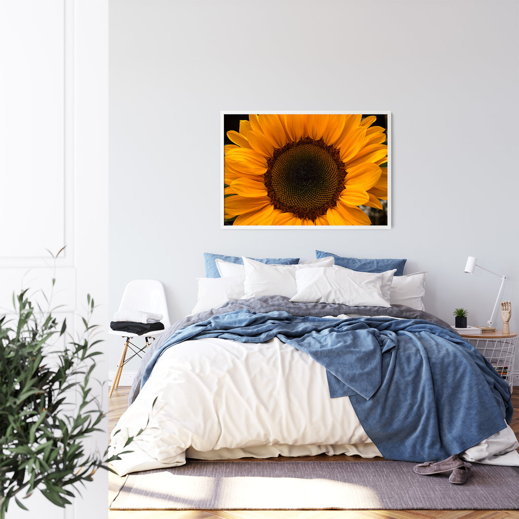 sunflower-up-close-wall-art-nz