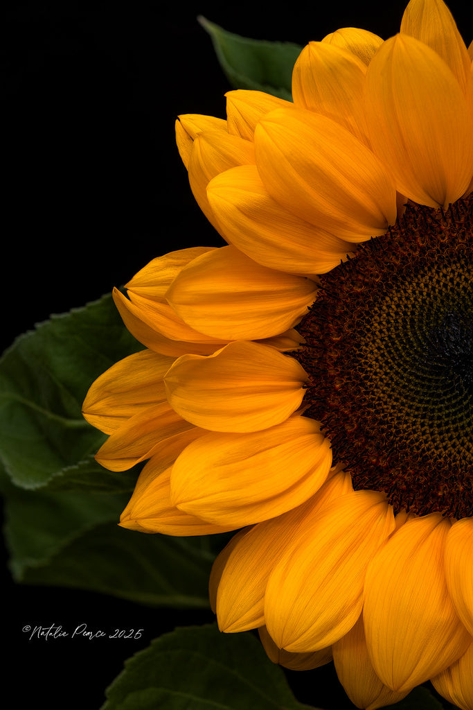 sunflower-wall-print