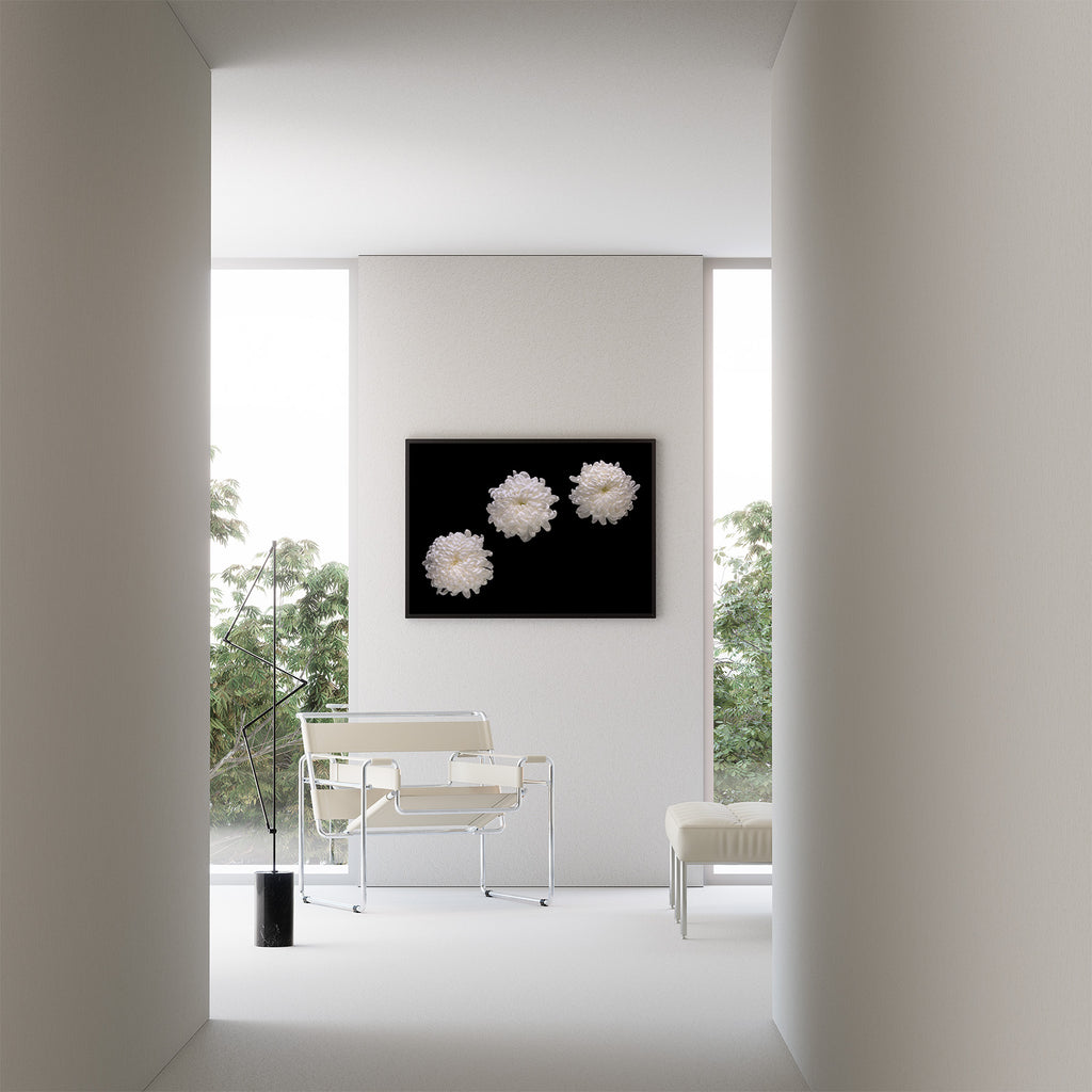 white-chrysanthemum-wall-art