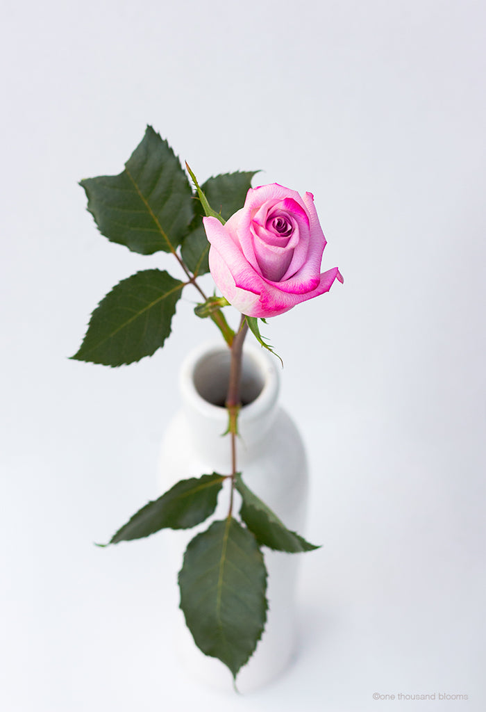 Rose bud Floral Wall Art NZ