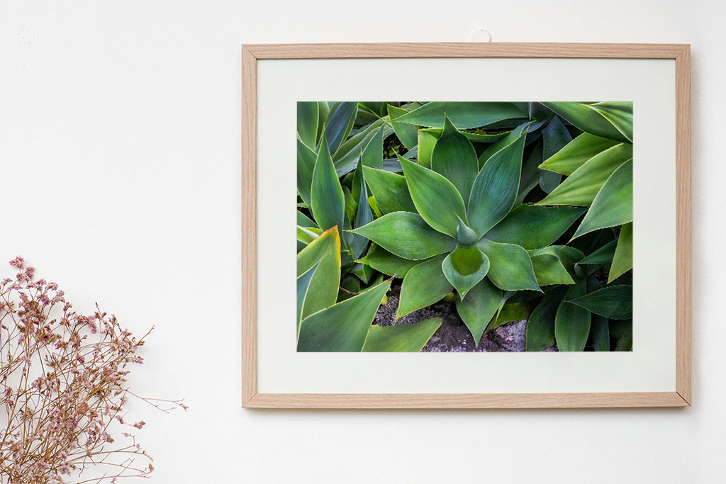 Agave Wall Art Print Frame with Mat