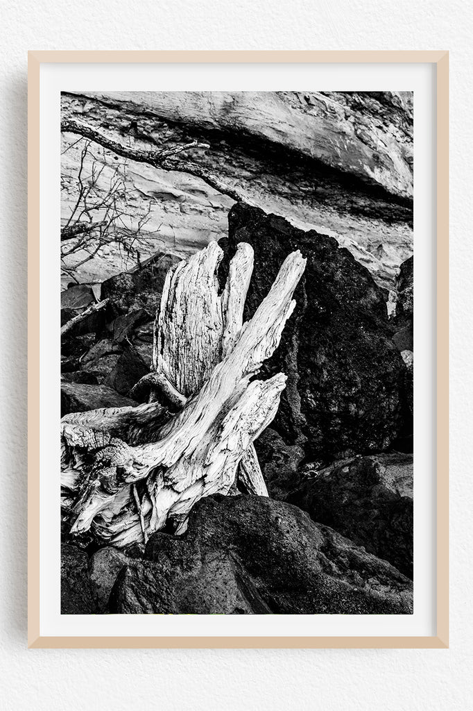 Beach Driftwood NZ Art Prints