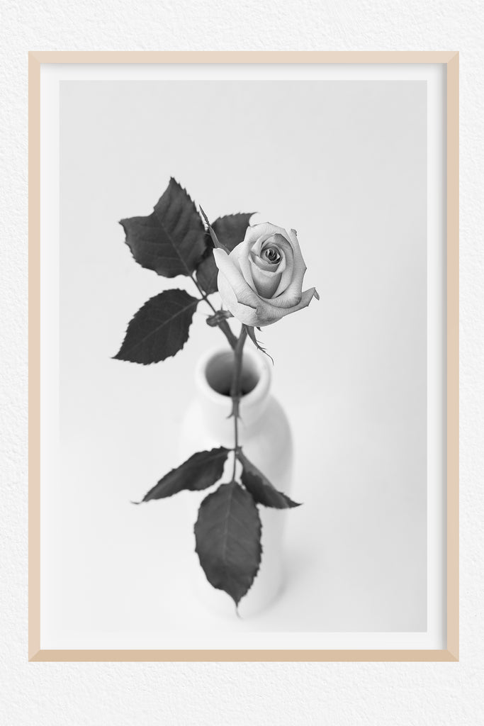 Black and White Rosebud NZ Art Print