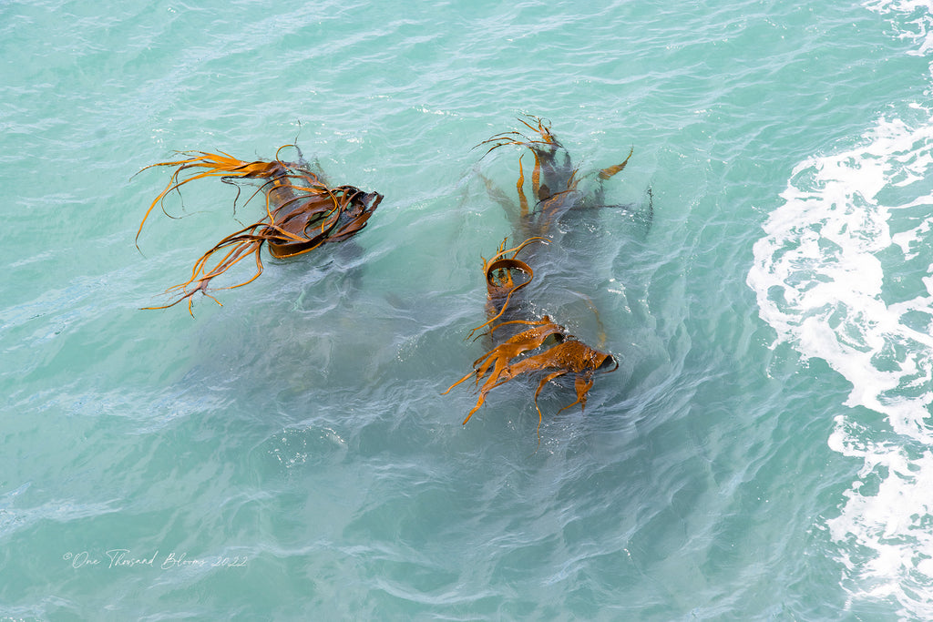 Bull-kelp-art-prints-nz
