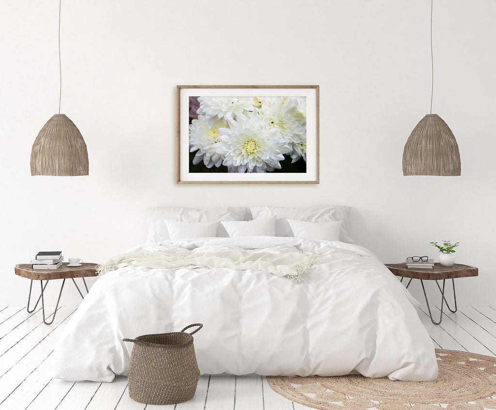 Chrysanthemum Blooms Art Prints NZ