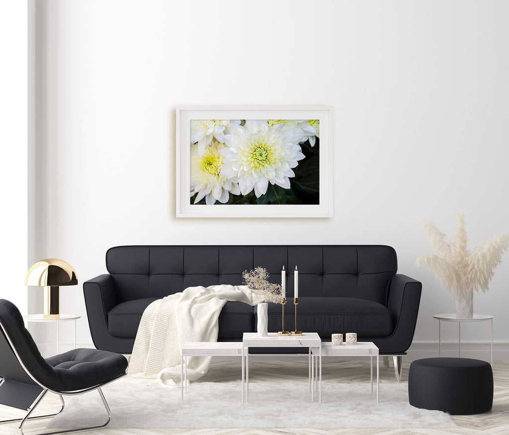 Chrysanthemum NZ Art Print