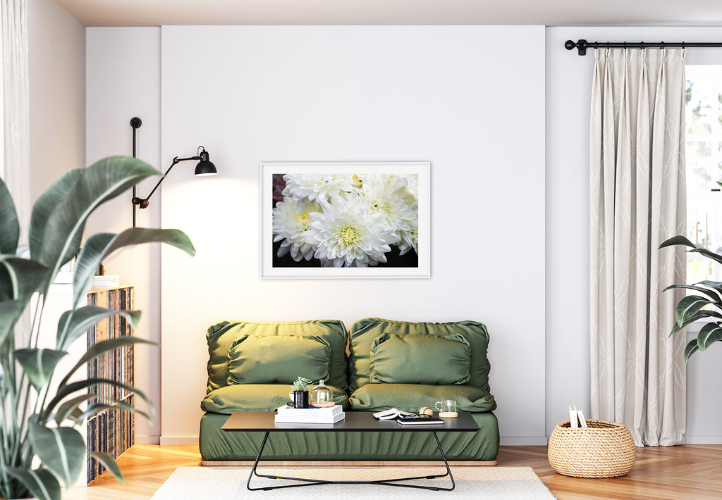 Chrysanthemum White Art Prints NZ