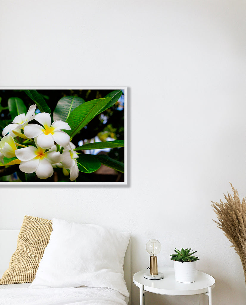 Frangipani in bloom wall art in white frame