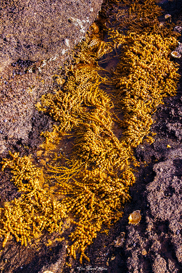 Golden Seaweed Wall Art NZ