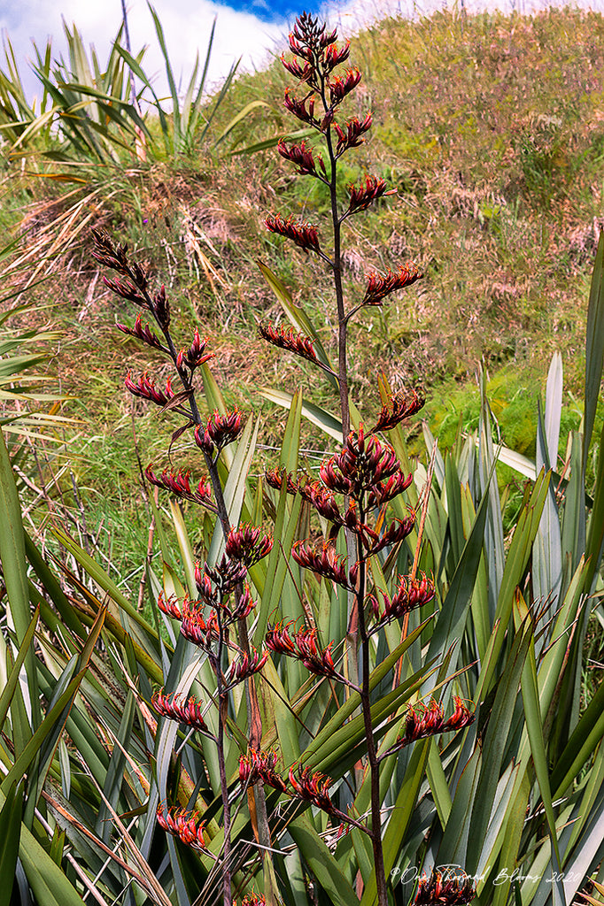 Harakeke in Bloom NZ Landscape