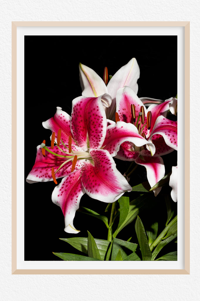 Lily Flower NZ Art Print