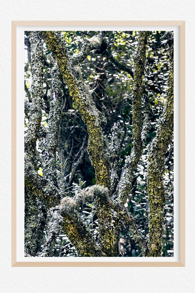 Moss-covered-tree-wall-art-nz