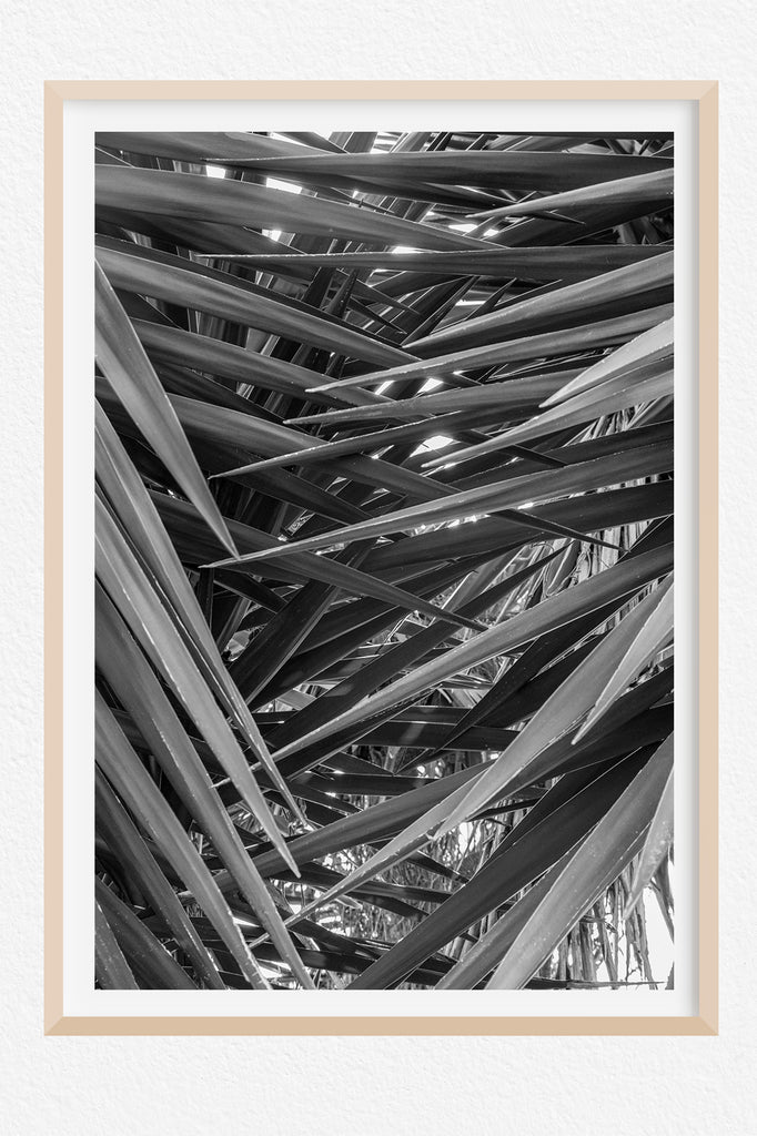 NZ Black and White Cabbage Tree Wall Art
