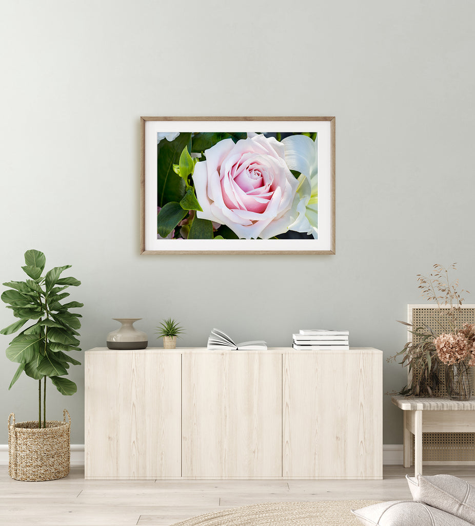 NZ Floral Rose Art Print 