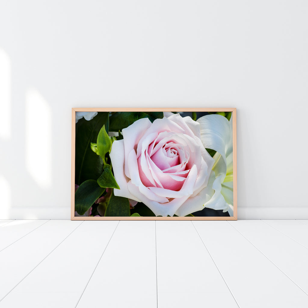 NZ Floral Rose Framed Art Print