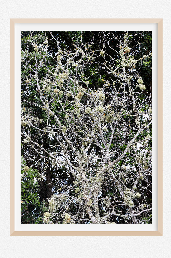 NZ-Tree-Moss-Wall-Art-prints-NZ