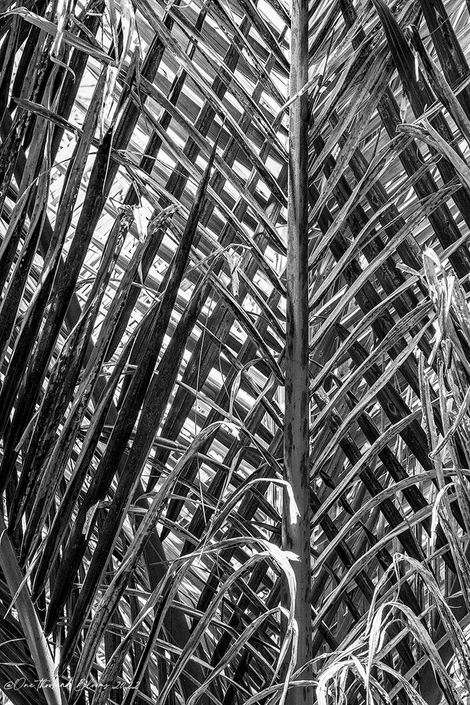 Nikau Palm Art Print NZ