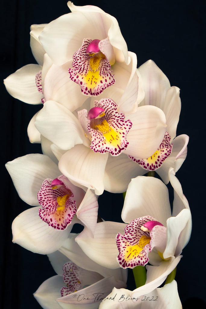 Orchid Wall Prints