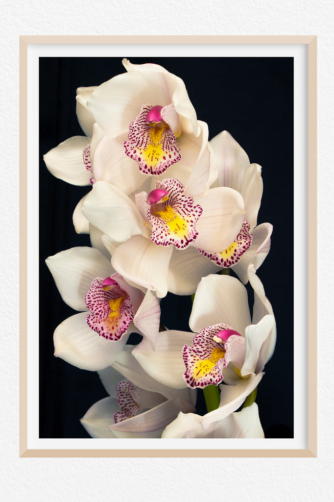 Orchid Wall Art Prints NZ
