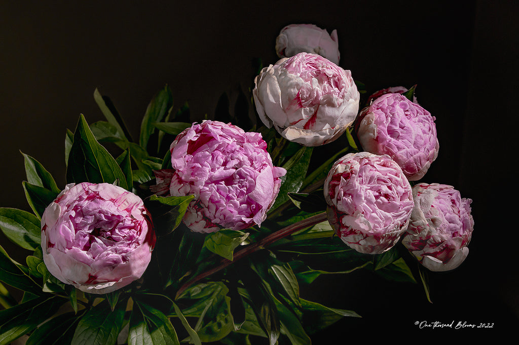 Peony Buds Floral Wall Art
