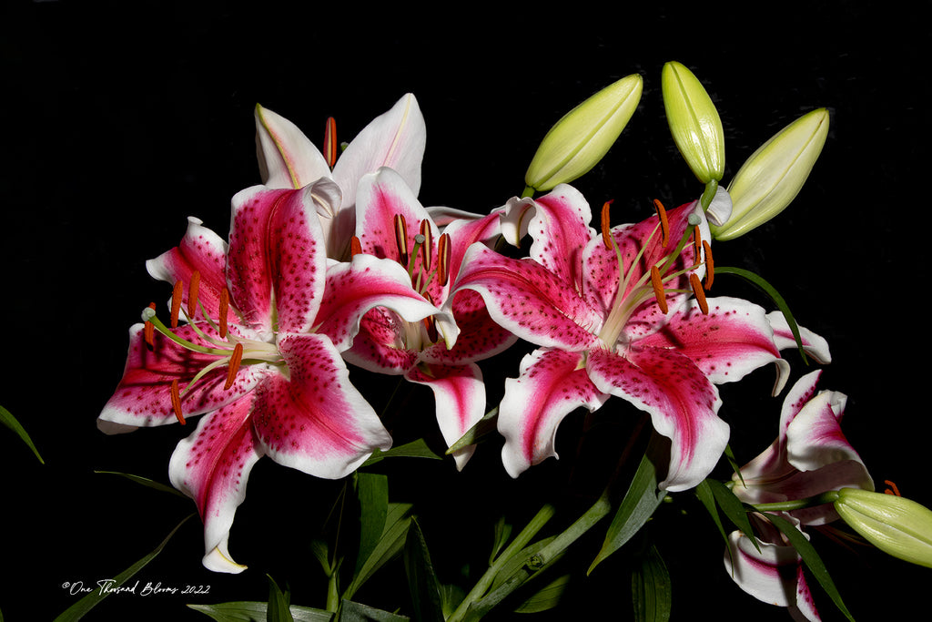 Pink Lily Floral Wall Art NZ