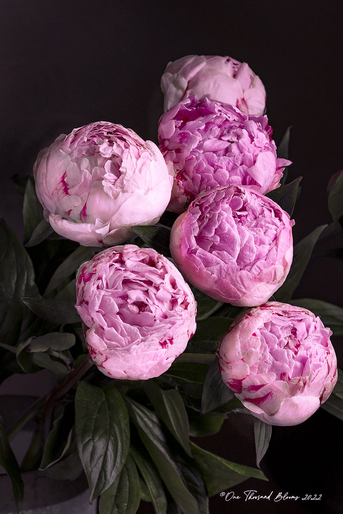 Pink Peony Bud Floral Art Print NZ