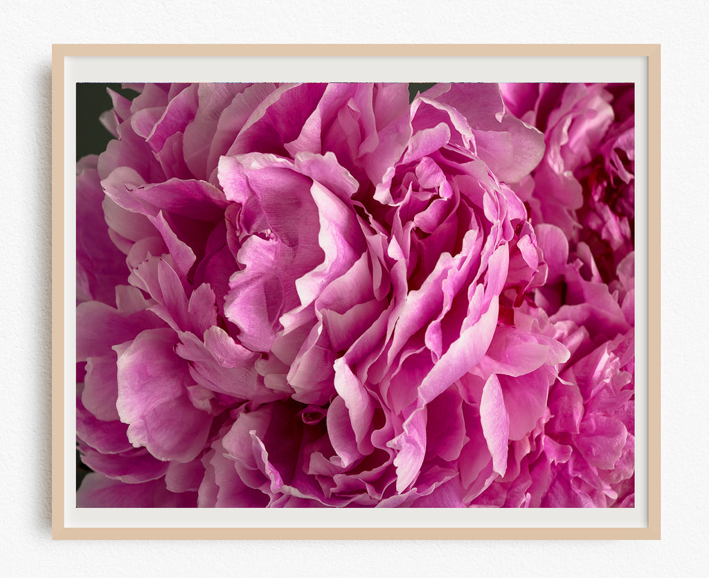 Pink Peony Flower Art Print NZ