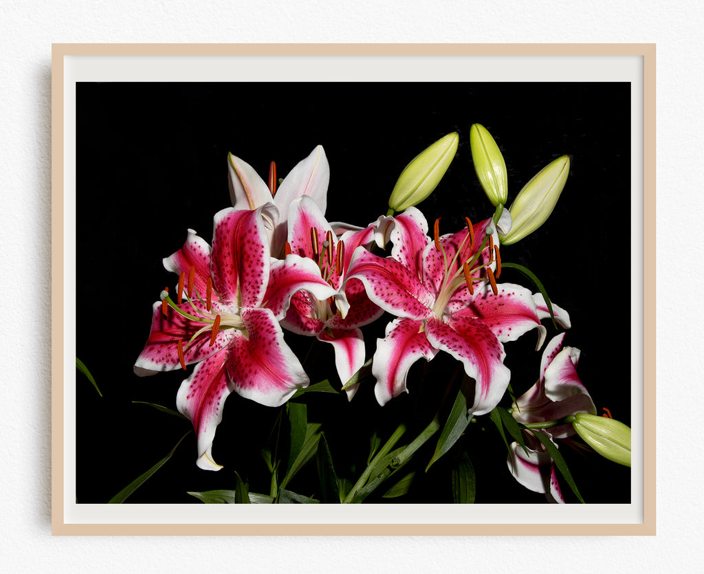 Pink Tiger Lily Framed Art Print NZ