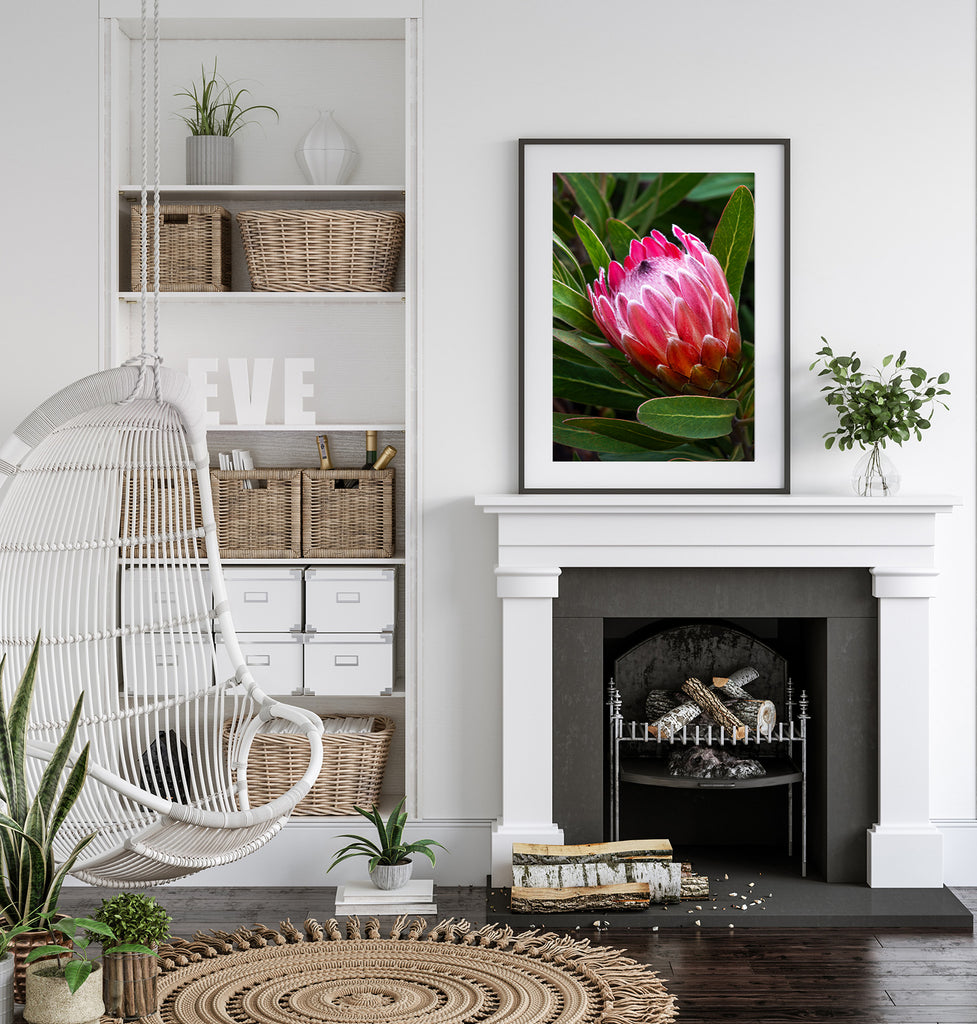 Protea-Flower-Art-Prints-NZ