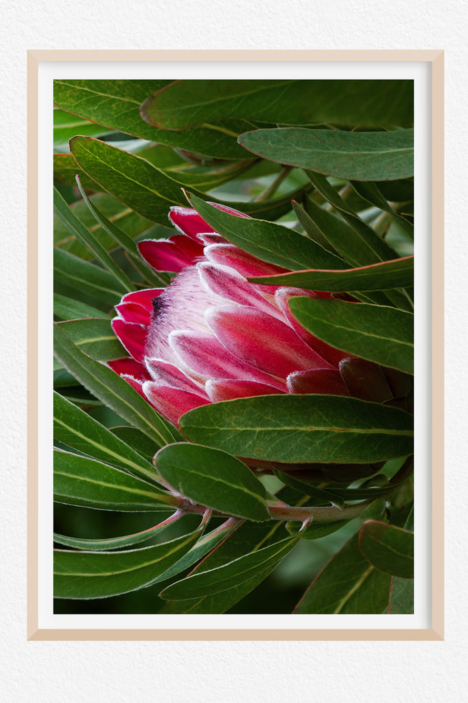 Protea-Flower-Wall-Art-NZ