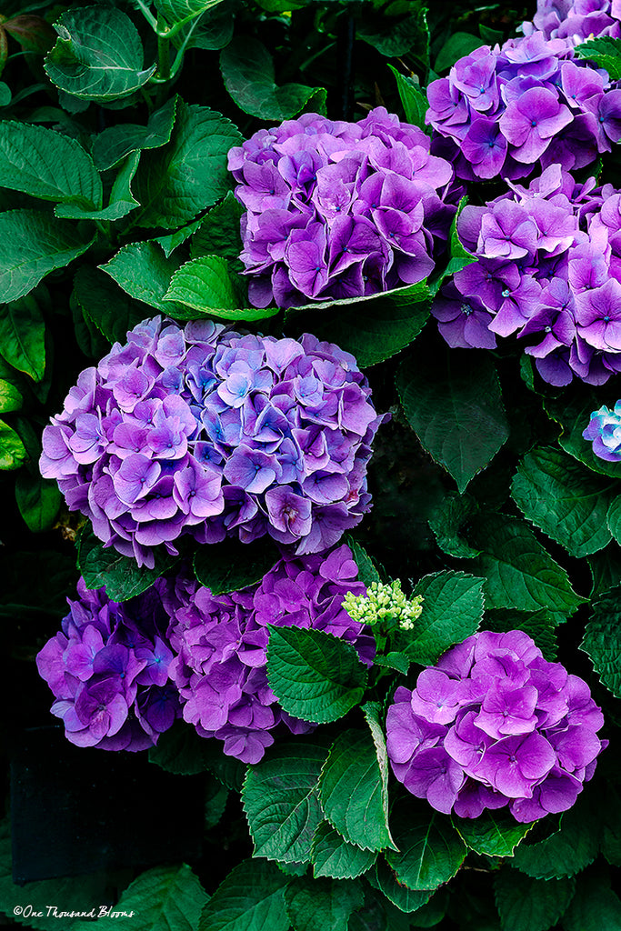 Purple Hydrangea Flower Art Print