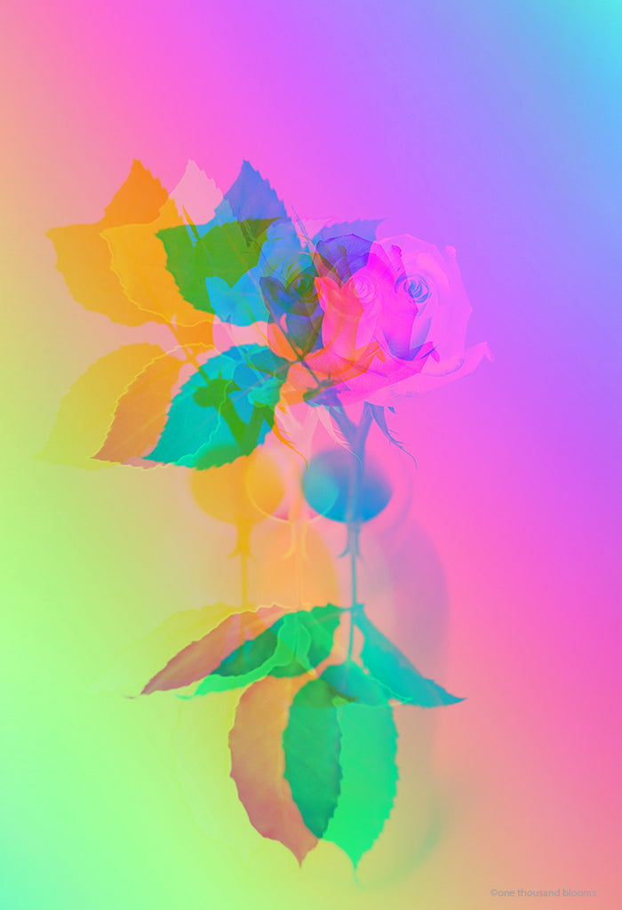 Rainbow Rose Bud Floral Wall Art