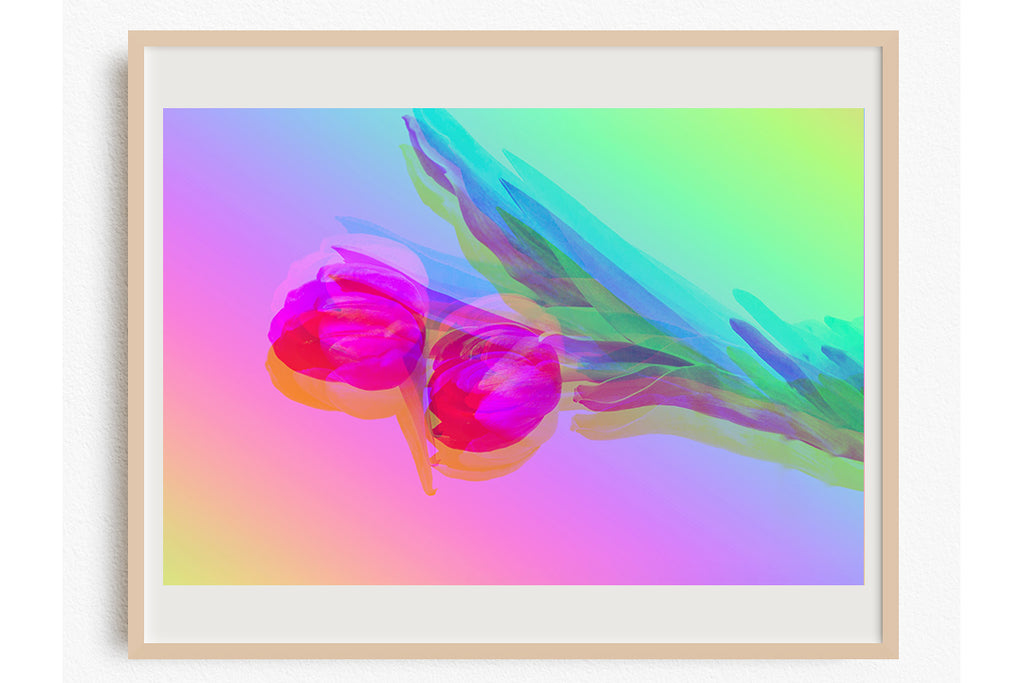Rainbow Tulip Art Prints