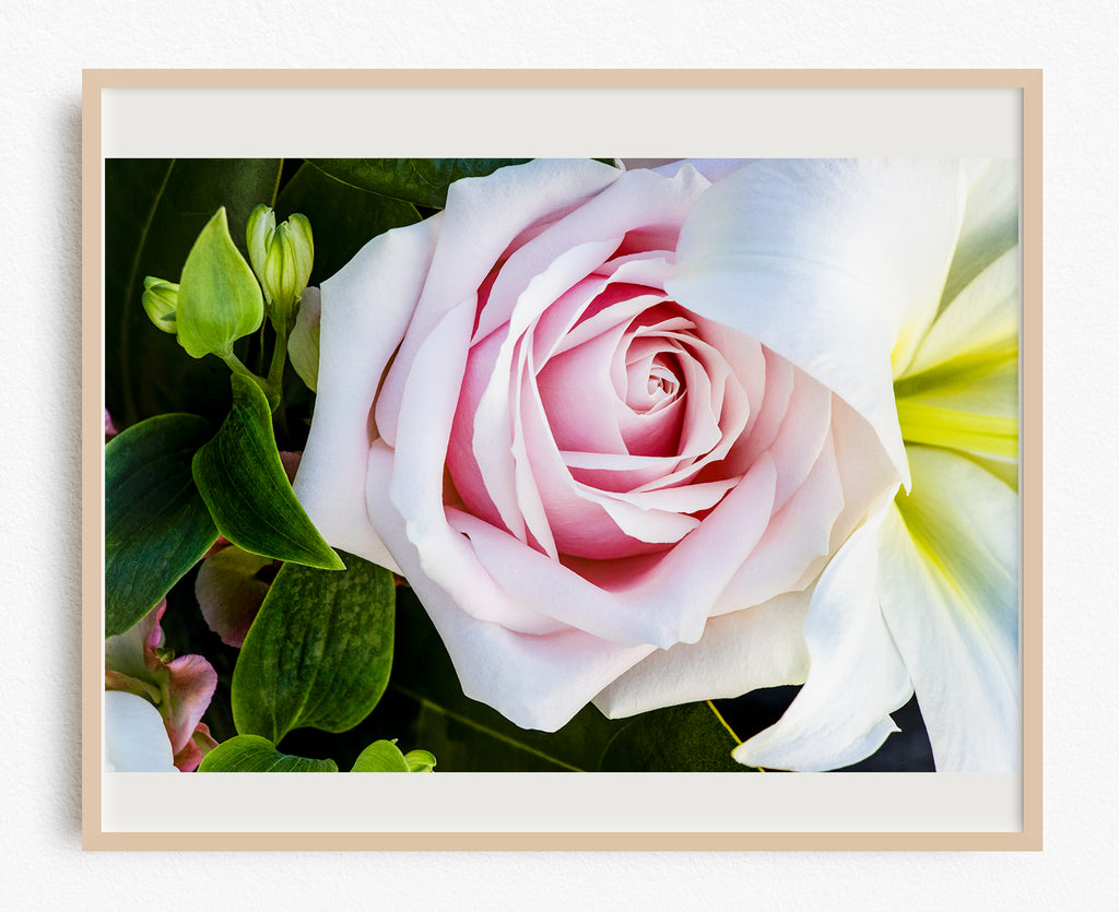 Rose Flower Art Print NZ