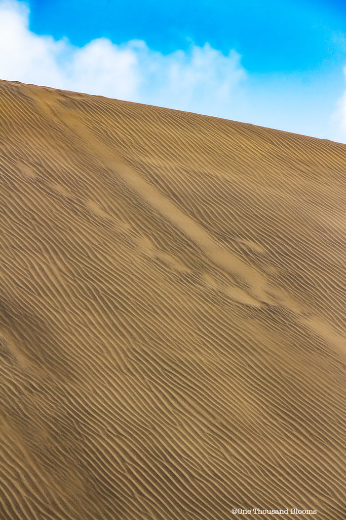Sand Dunes Art Prints NZ