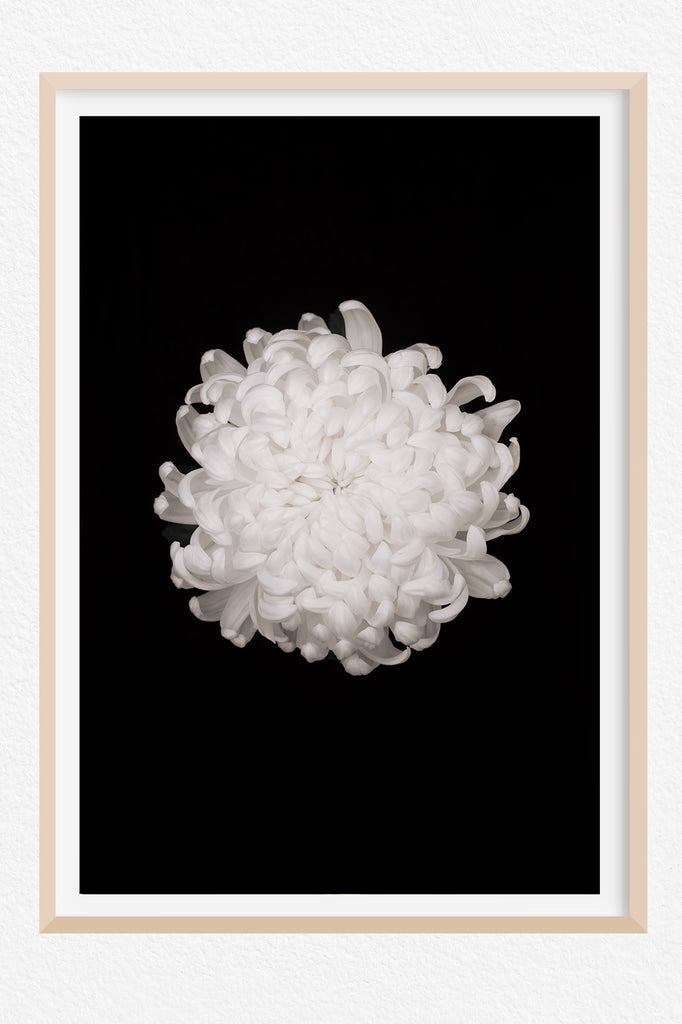 Single White Chrysanthemum Wall Prints