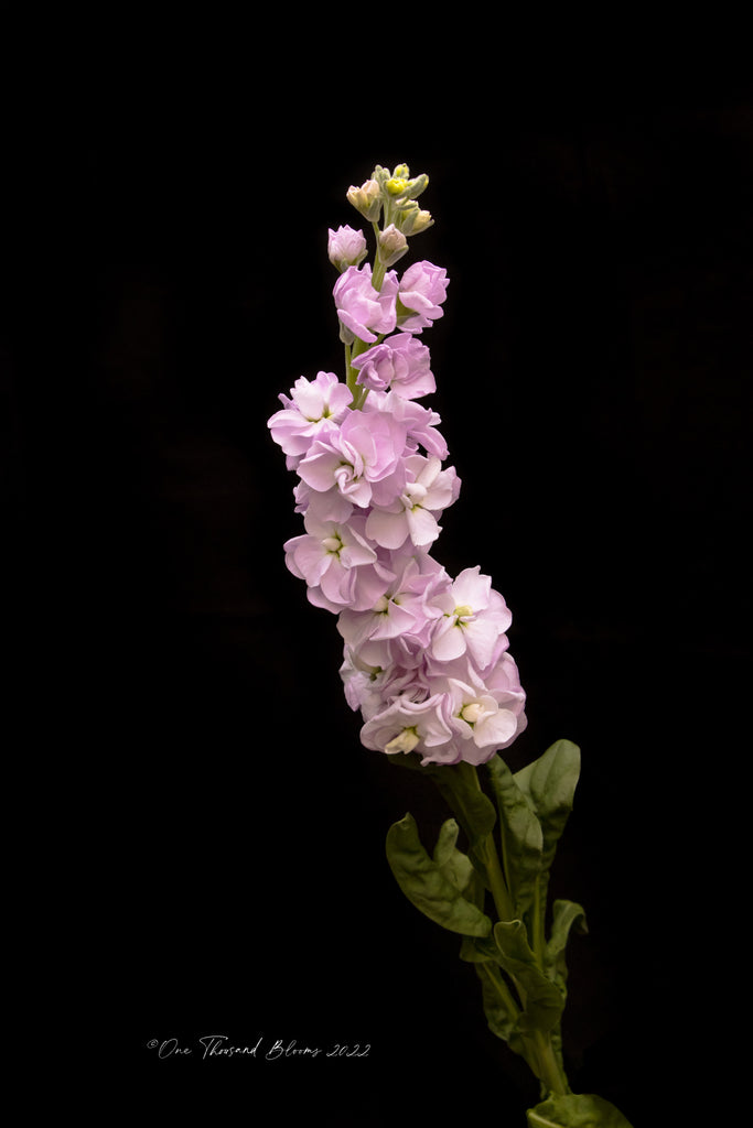 Snapdragon Wall Art Prints NZ