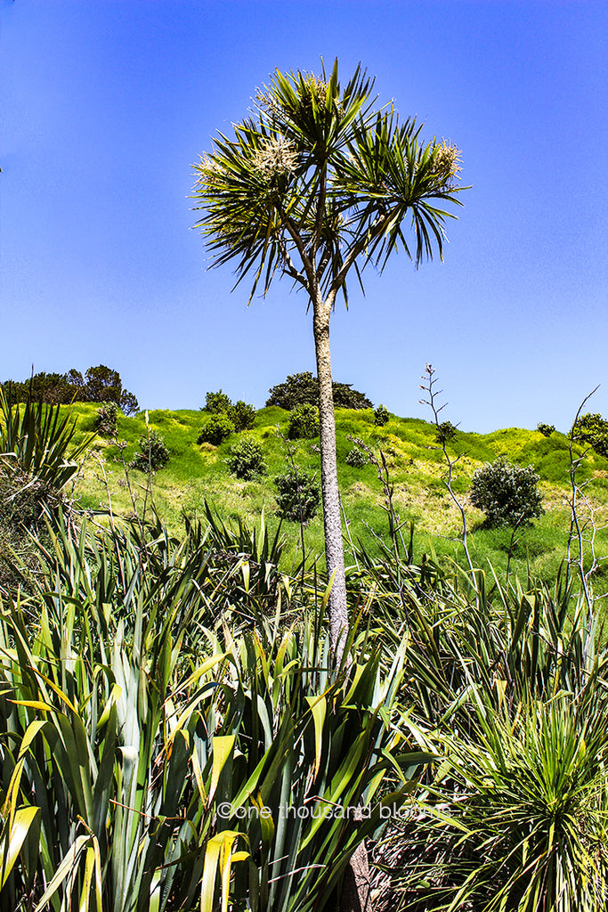 Cabbage Tree Standing Tall Print