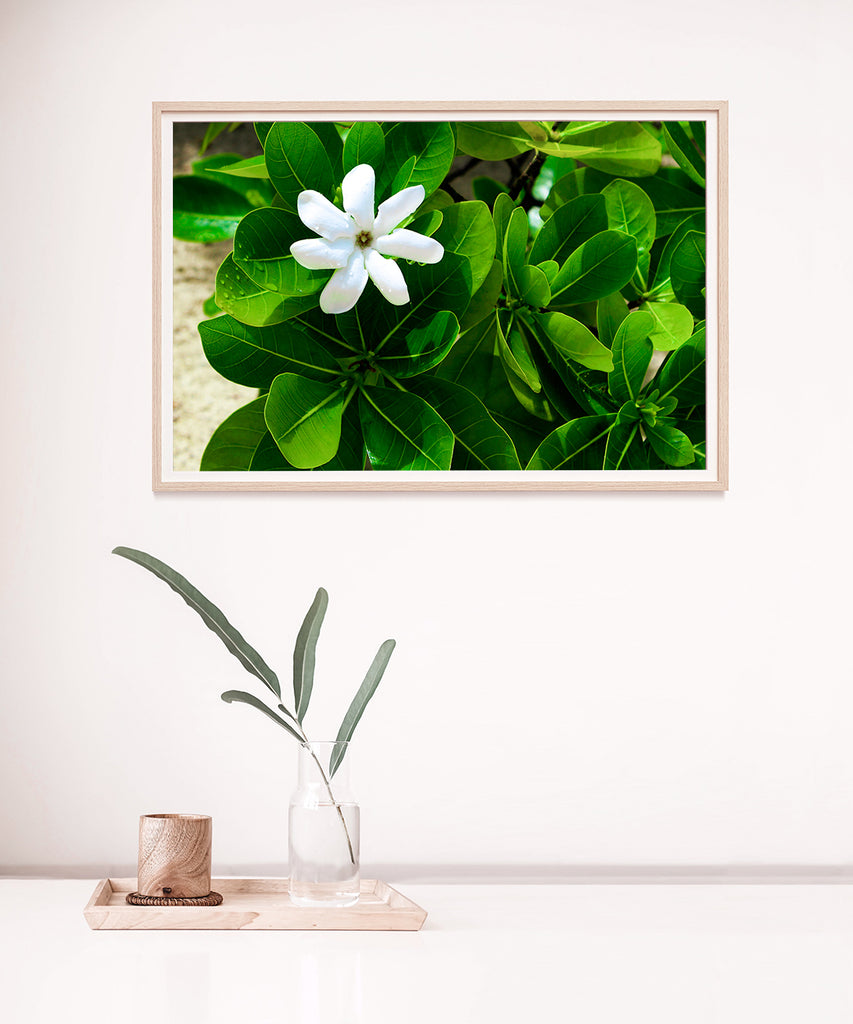 White Flower Art Prints NZ