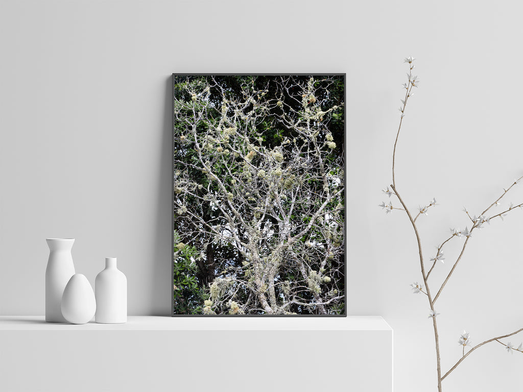 Tree-Moss-fine-art-prints-nz