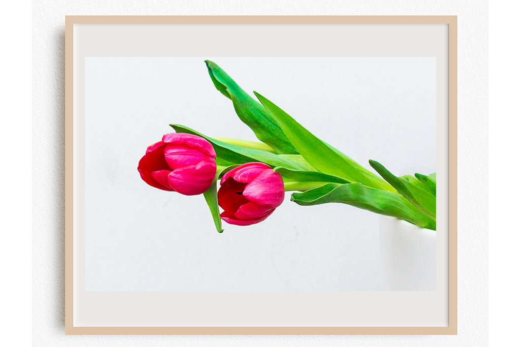 Tulip Flower Art Prints NZ