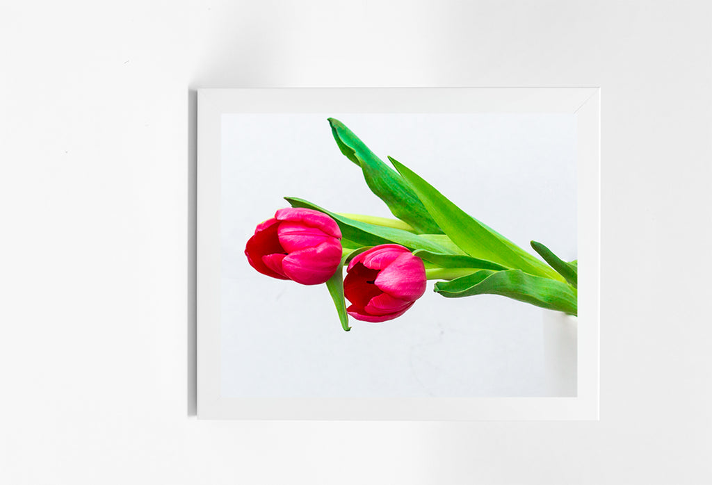 Tulip Floral Art Prints NZ
